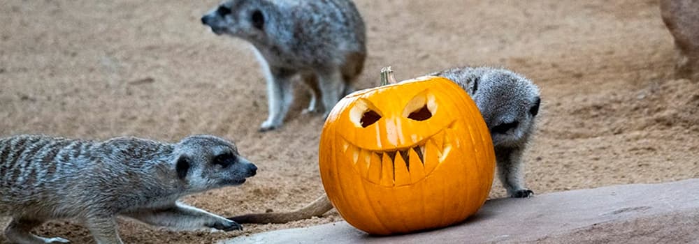 bioparc halloween valencia